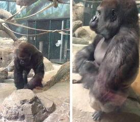 娱乐吃瓜酱动物园大猩猩,动物园大猩猩的趣味日常